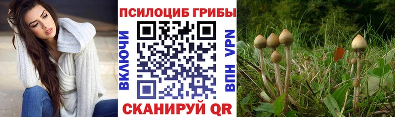 Псилоцибиновые грибы мицелий  магазин    KRAKEN tor  Грязовец 